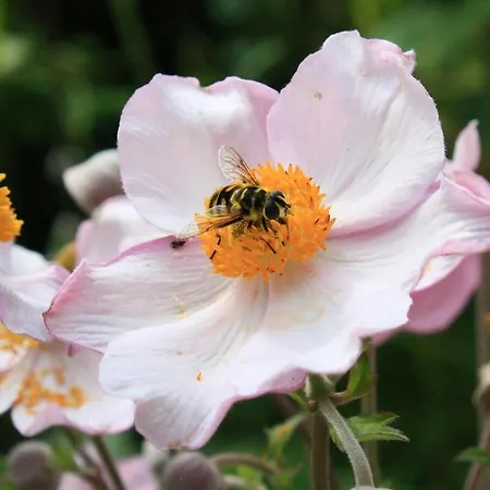 Apartamento Haus Müller Adelheid *