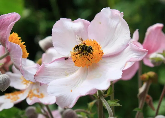 Daire Haus Mueller Adelheid *